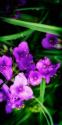 Spiderwort II