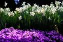 Spring Daffodils I