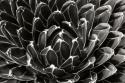 Patterned Succulent