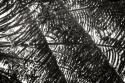 Palm in the Light