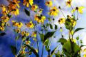 Flowers in the Sun I