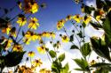 Flowers in the Sun II