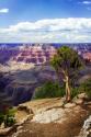 The Canyon Rim I