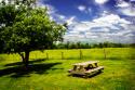 Country Springtime II