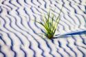 Waves of Sand I