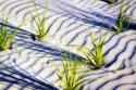 Waves of Sand II