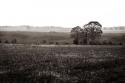 Early Morning Mist I