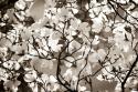 Blossoms I