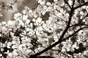 Blossoms II