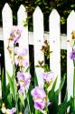 Iris on a Fence