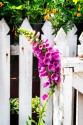 Foxglove on a Fence