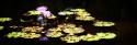 Lake Lilies I