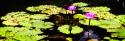Lake Lilies II