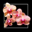 Orchids on Black I