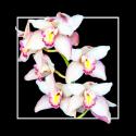 Orchids on Black II