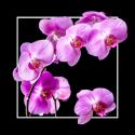 Orchids on Black IV