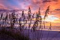 Ragged Sunrise III