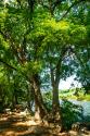 Spring On The River IV