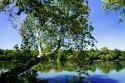 Spring On The River VI
