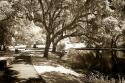 Walker's Pond I