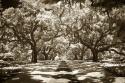Plantation Walk II