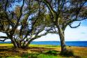 Live Oaks By The Bay I