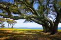 Live Oaks By The Bay II
