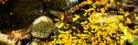 Forest Floor I