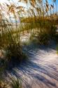 Sea Oats & Shadow I