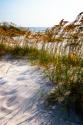 Sea Oats & Shadow II