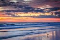 Gulls on the Shore II