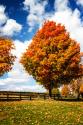 Trees of Gold I