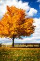 Trees of Gold II