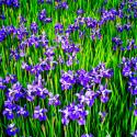 Iris Profusion