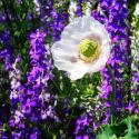 Single Poppy