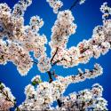 Spring's Herald I