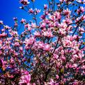 Spring's Herald II