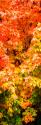 Autumn Maple I