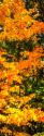 Autumn Maple II