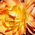 Yellow Fire Rose I