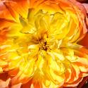 Yellow Fire Rose II