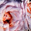 Pink Roses