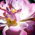 Pink Lady II
