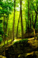 Deep Woods I