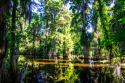 Cypress Pond I