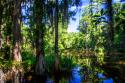 Cypress Pond II