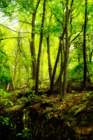 Deep Woods II