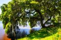 Ashley River Bank IV