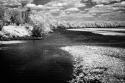 Spring on the Mattaponi II