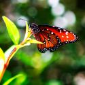 Resting Butterfly IV